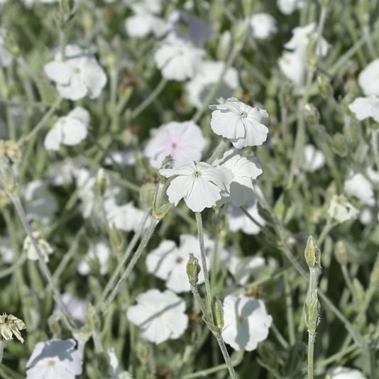 Lychnis coronaria 'Alba' 
