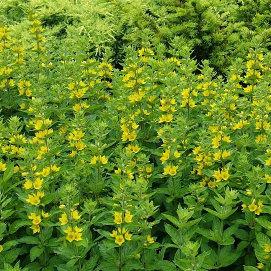 Lysimachia punctata 