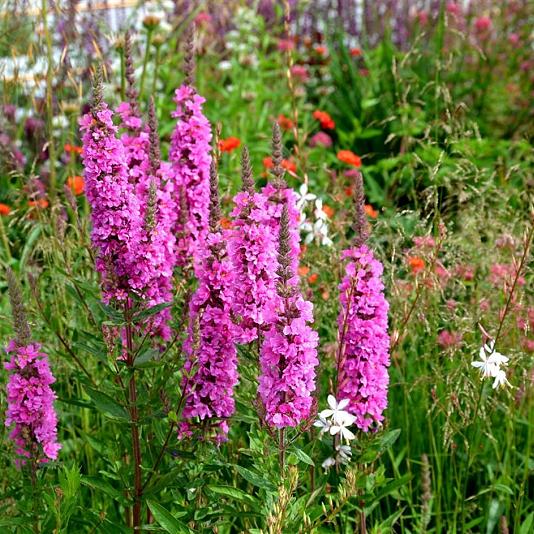 Lythrum sal. 'Robert' 