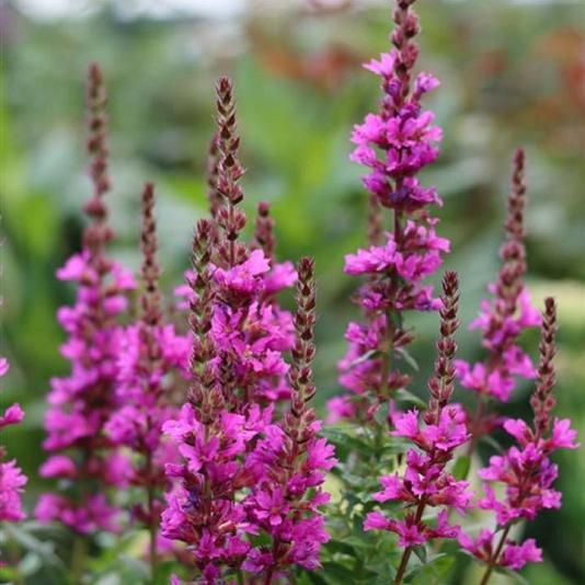 Lythrum sal. 'Zigeunerblut' 