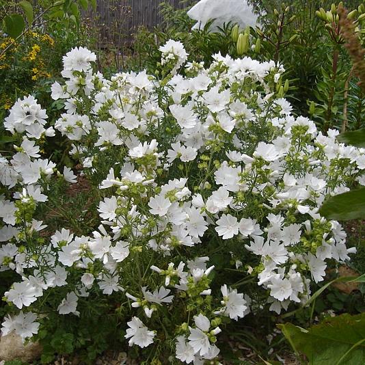 Malva moschata 'Alba' 