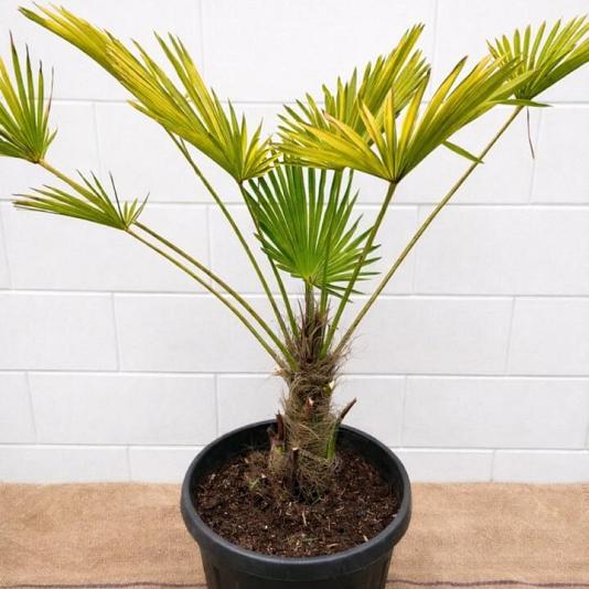 Trachycarpus wagnerianus 