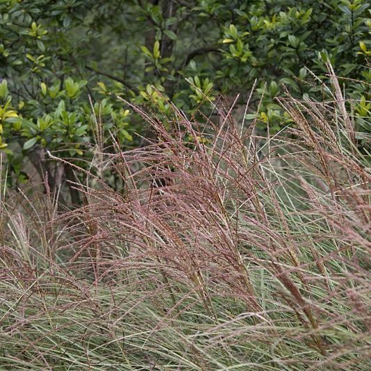 Miscanthus sin. 'Ferner Osten' 