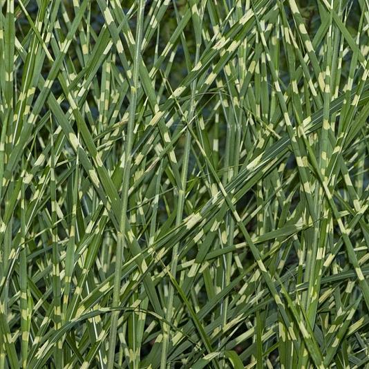 Miscanthus sin. 'Zebrinus' 