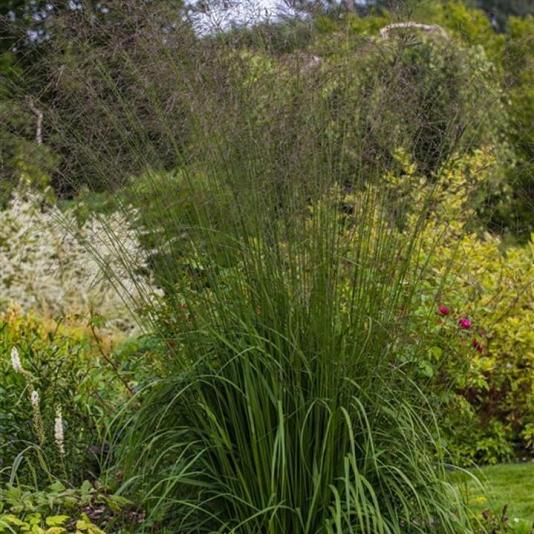 Molinia caerulea 'Moorhexe' 