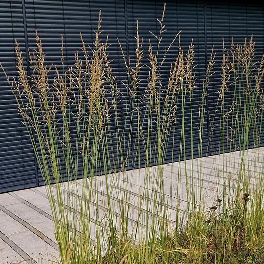 Molinia caerulea 'Poul Petersen' 