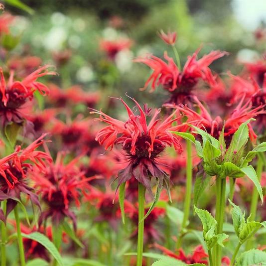 Monarda 'Squaw' 