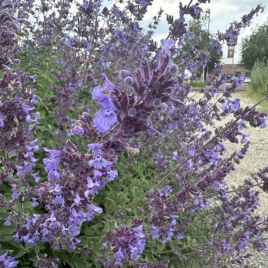 Nepeta faassenii 