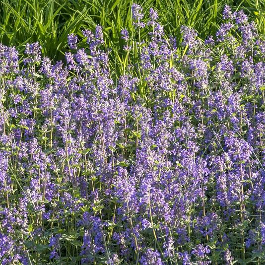 Nepeta faassenii 'Blue Wonder' 