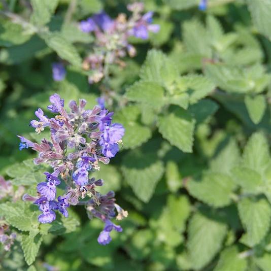 Nepeta racemosa 'Grog' 