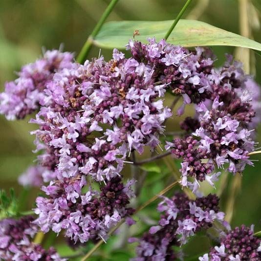 Origanum laevigatum 'Herrenhausen' 