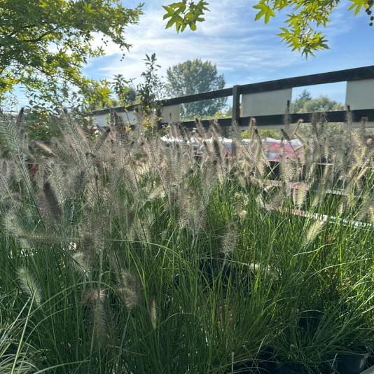 Pennisetum al. 'Hameln' 