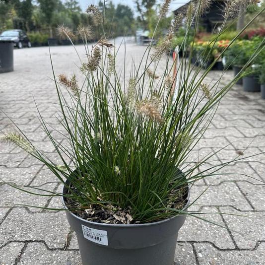Pennisetum al. 'Little Bunny' 