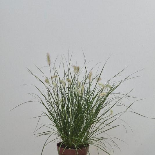 Pennisetum al. 'Little Bunny' 