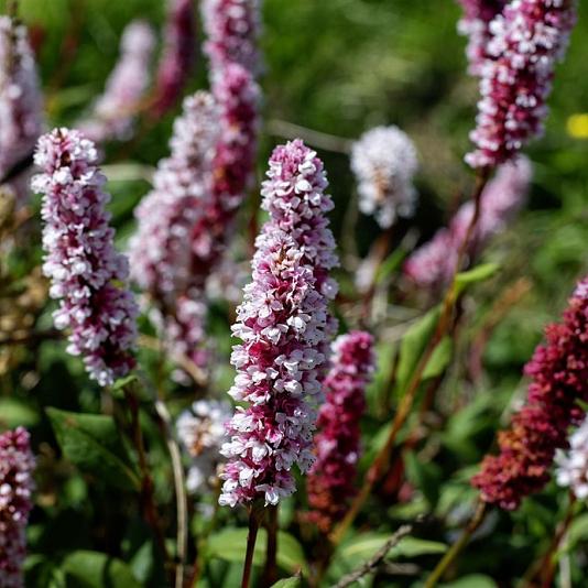 Persicaria aff. 'Superba' 