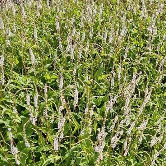 Persicaria amplexicaulis 'Alba' 