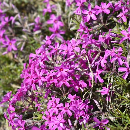 Phlox (S) 'Atropurpurea' 