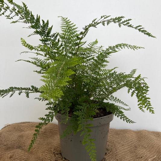 Polystichum set. 'Herrenhausen' 
