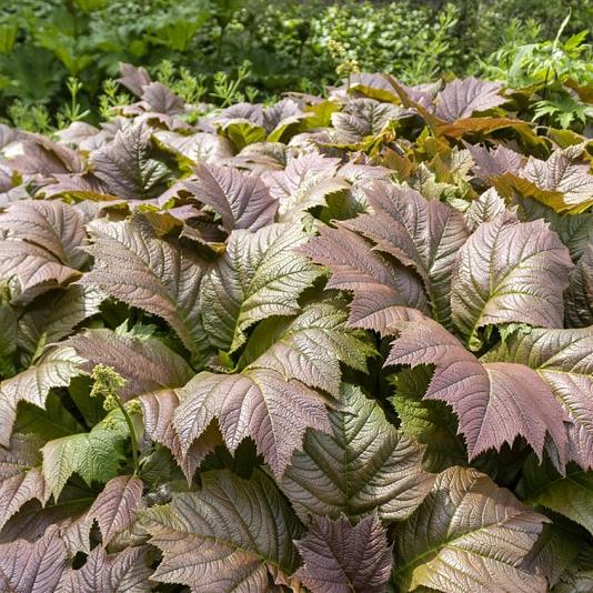 Rodgersia podophylla 