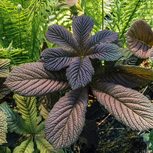 Rodgersia 'Chocolate Wings' 