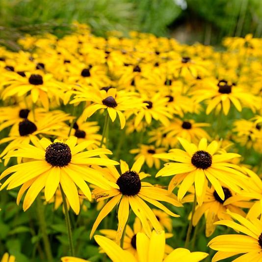 Rudbeckia fulgida 'Goldsturm' 