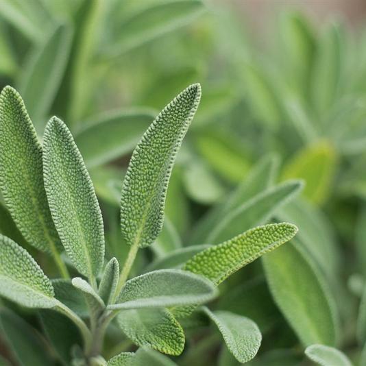 Salvia officinalis 
