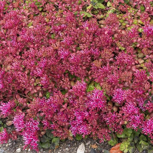 Sedum spurium 