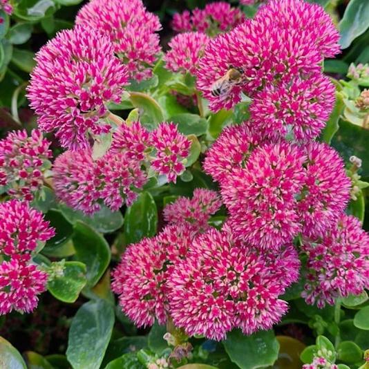 Sedum 'Herbstfreude' 