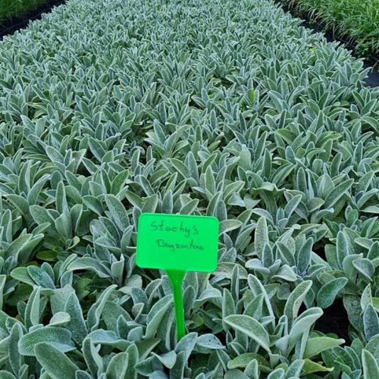 Stachys byzantina 