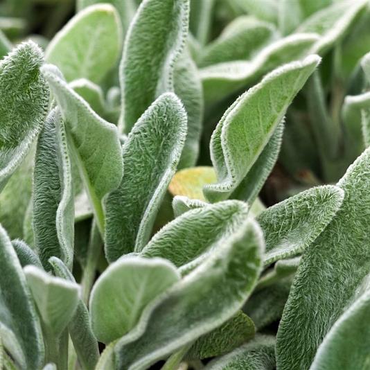 Stachys byzantina 'Big Ears' 