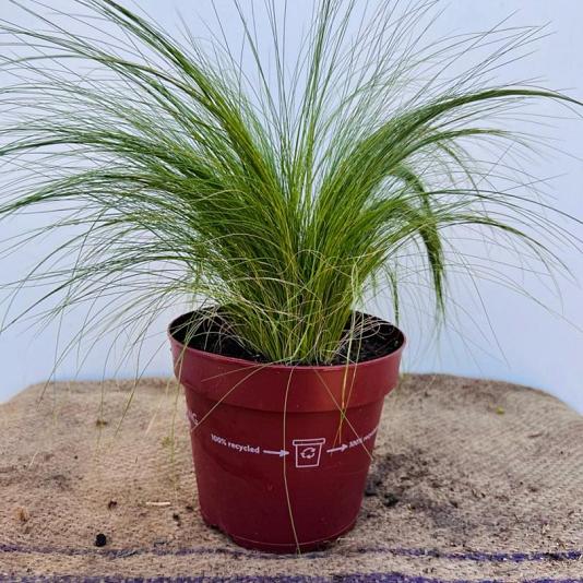 Stipa tenuissima 'Ponytails' 