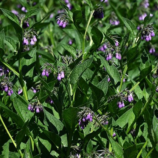Symphytum officinale 