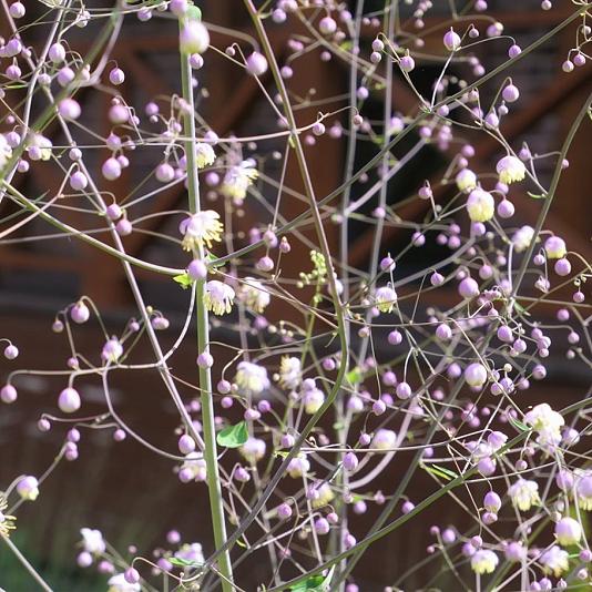 Thalictrum del. 'Hewitt's Double' 