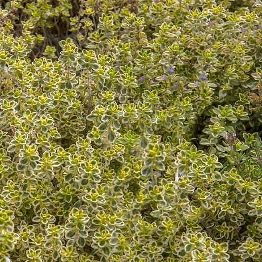 Thymus citriodorus 