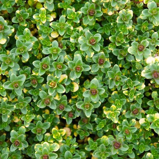 Thymus 'Doone Valley' 
