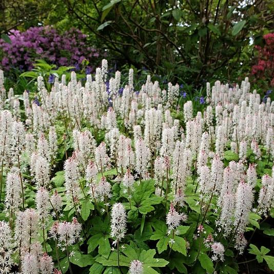 Tiarella wherryi 