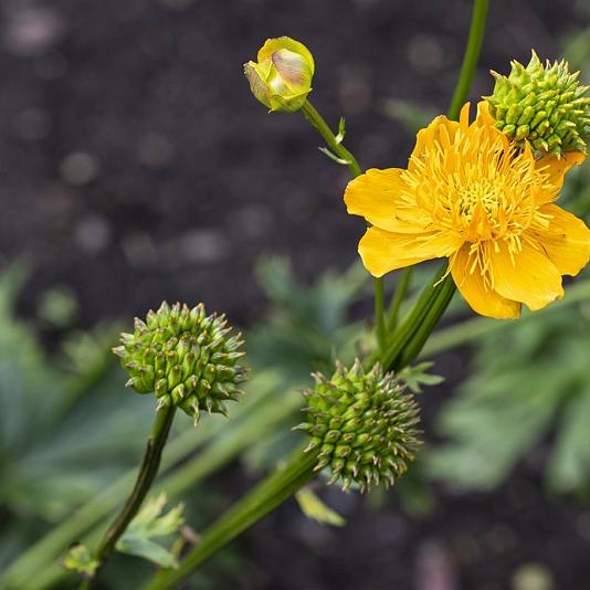 Trollius chinensis 'Golden Queen' 