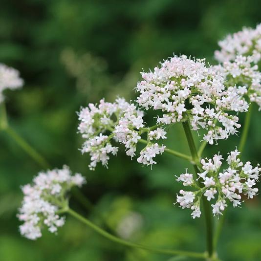 Valeriana officinalis 