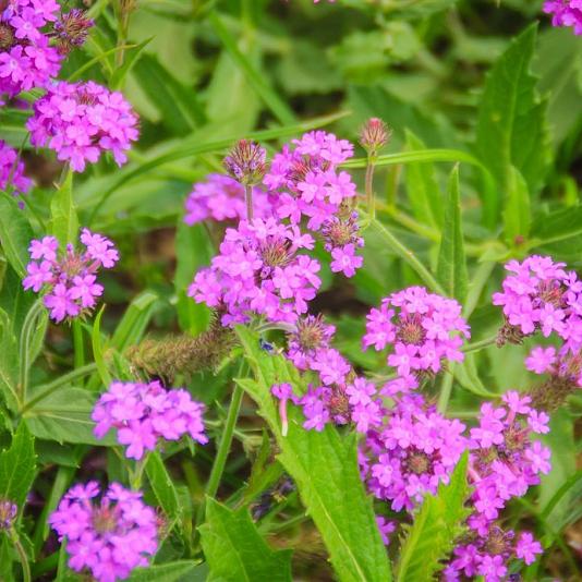 Verbena rigida 