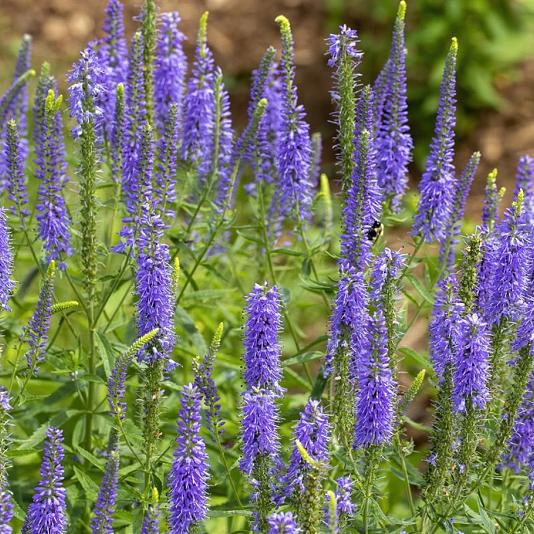 Veronica spicata 