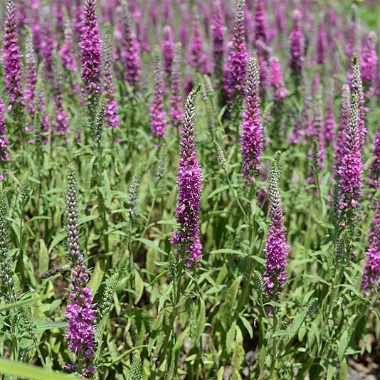 Veronica spicata 'Rotfuchs' 