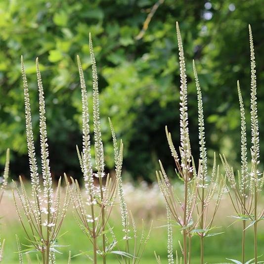 Veronicastrum virg. 'Diana' 