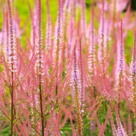 Veronicastrum virg. 'Pink Glow' 