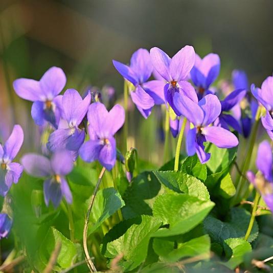 Viola odorata 