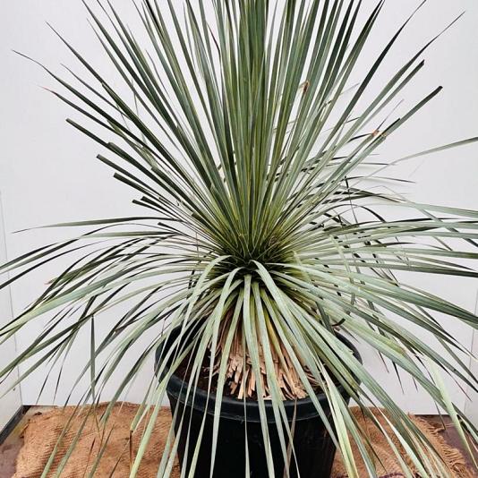 Yucca rostrata 