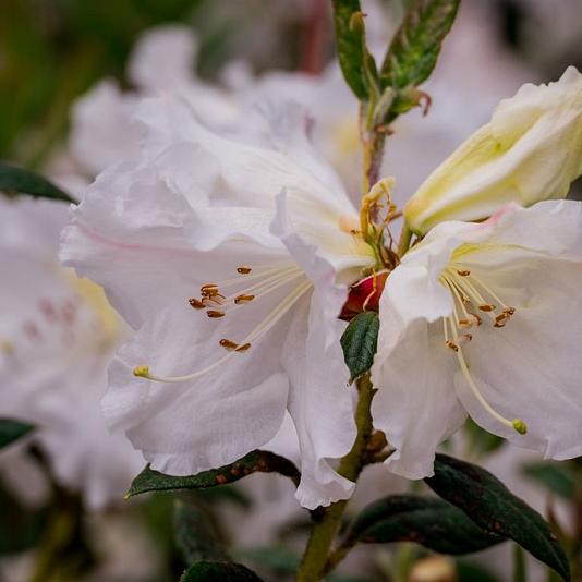 Rhododendron 'Eskimo' 