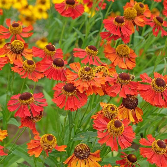 Helenium 'Moerheim Beauty' 
