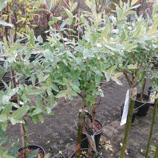 Salix integra 'Hakuro-nishiki' Container 4lt. Stam 100cm.