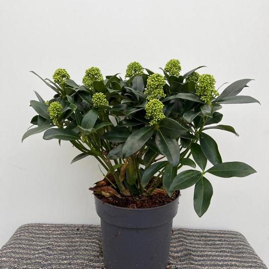 Skimmia jap. 'White Globe' Container 2lt. 30/35cm.