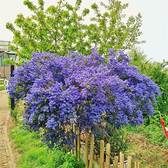 Ceanothus 'Concha' Container 3lt. 40/50cm.